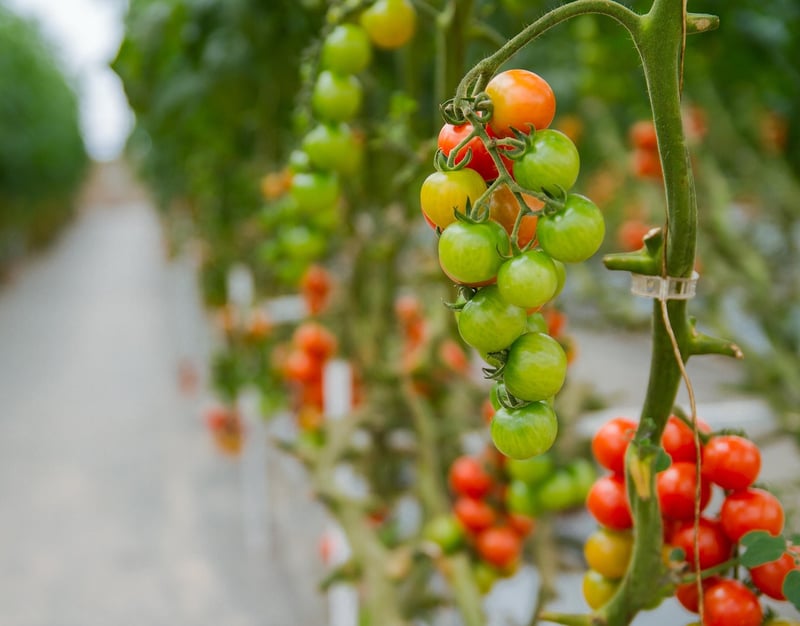 Vertical Farming